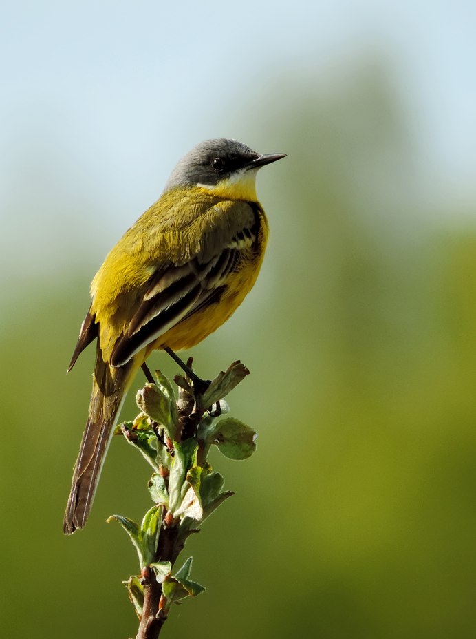 Птица Yellow Rumped Warbler