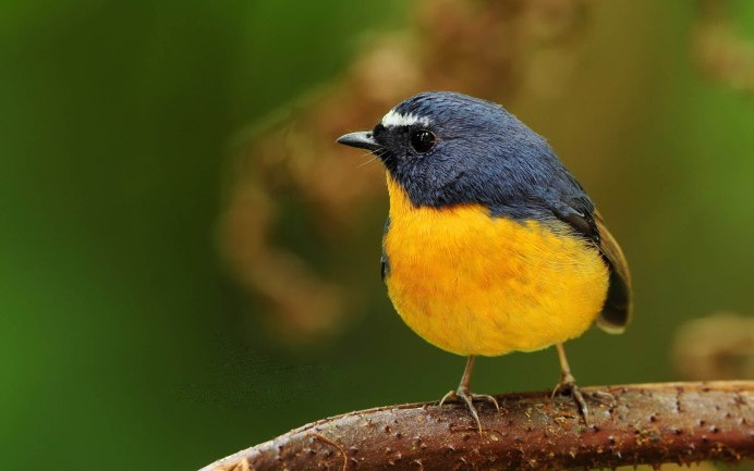 Lichenostomus melanops)