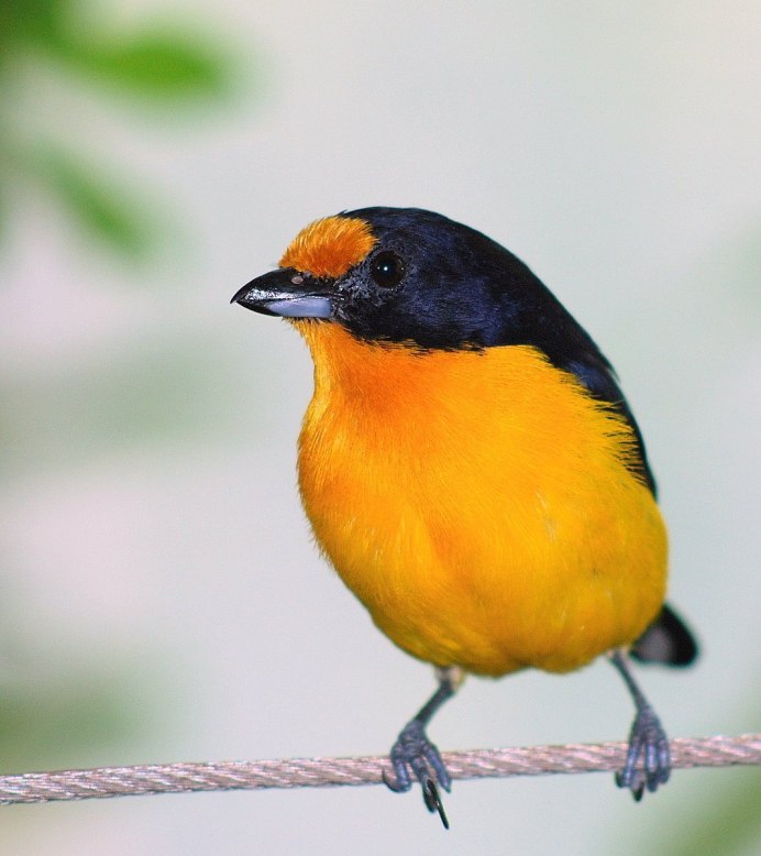 Трясогузку малую желтоголовую (Motacilla werae)