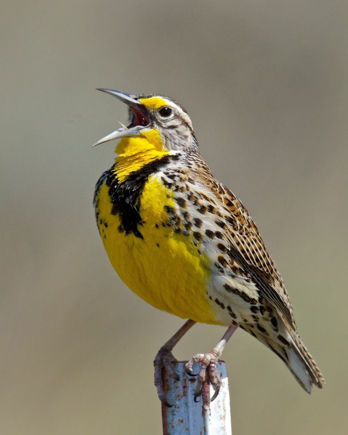 Motacilla Erithacus