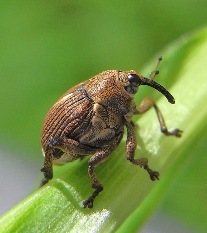 Rhinocyllus conicus