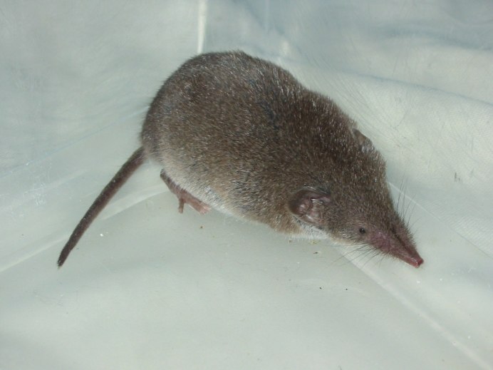 Coniocleonus hollbergii