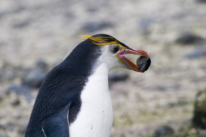 Ушастый пингвин