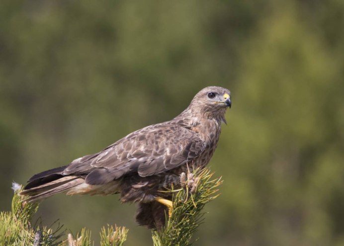 Тетеревятник (Accipiter gentilis)