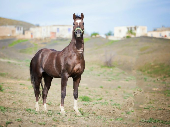 Туркменский лошадь