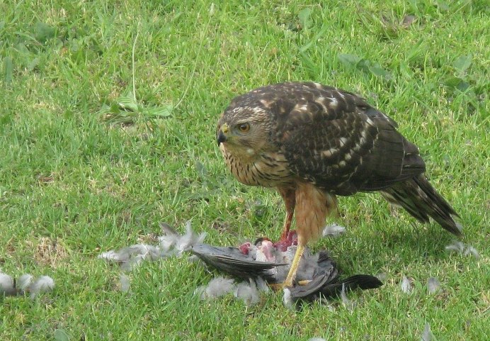 Red tailed Hawk