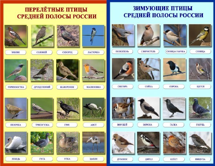 Ястреб пустельга