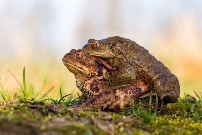 Зеленая жаба. Озерная лягушка