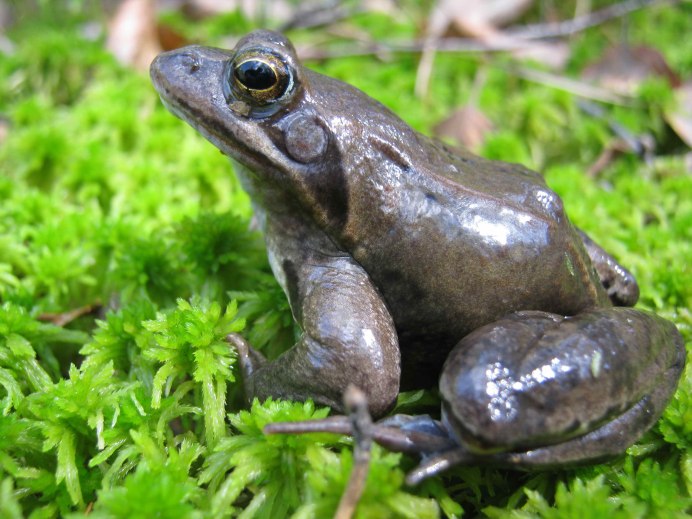 Обыкновенная жаба-повитуха