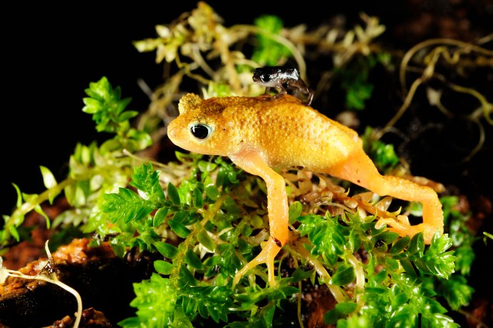 Живородящая жаба