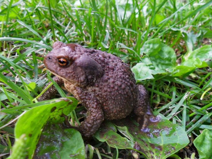 Живородящие агамы