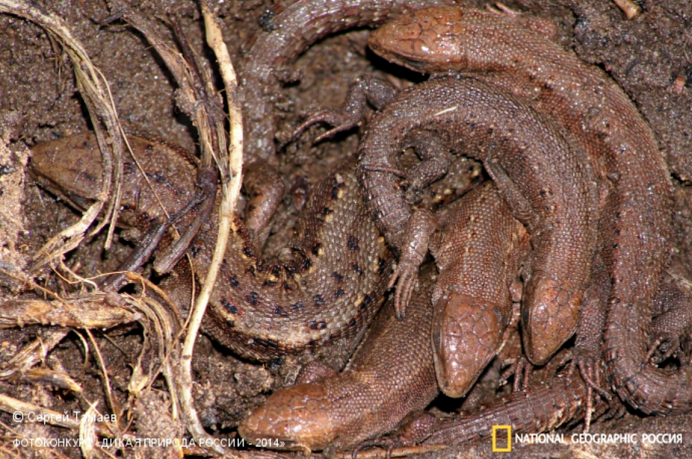 Жаба и змея