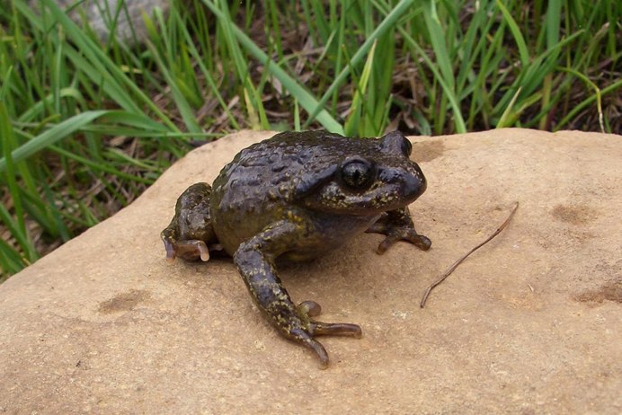 Лягушка Rheobatrachus Silus