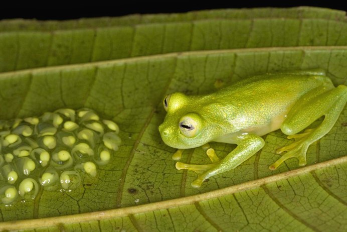 Обыкновенная жаба-повитуха