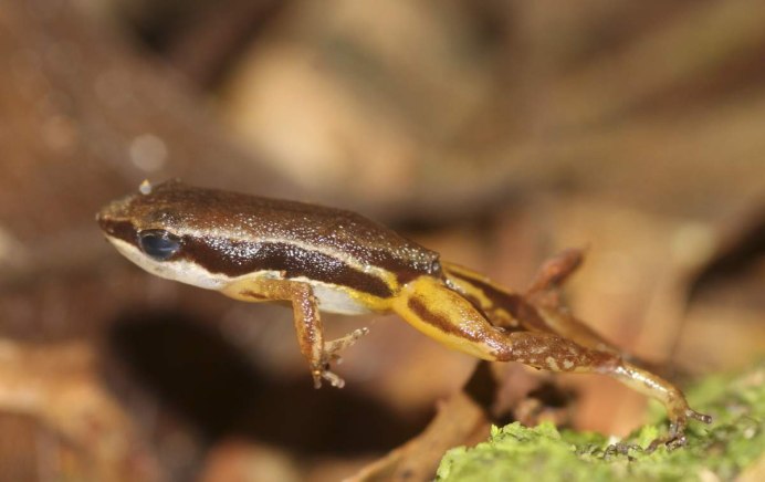 Передвижение бесхвостых земноводных