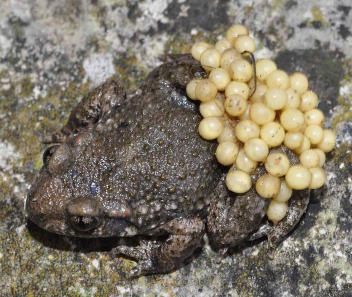 Оплодотворение у жаб