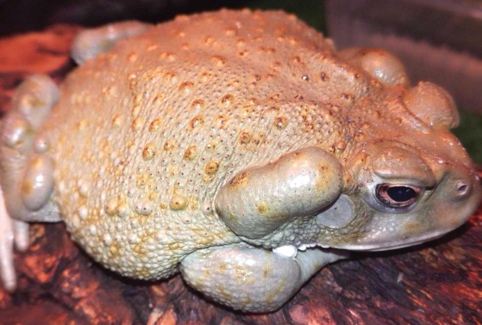 КЕРАЛЬСКАЯ жаба