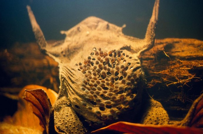 Жаба повитуха