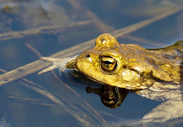 Иберийская жаба-повитуха