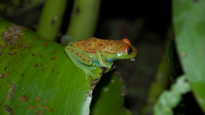 Реобатрахусы заботливые лягушки