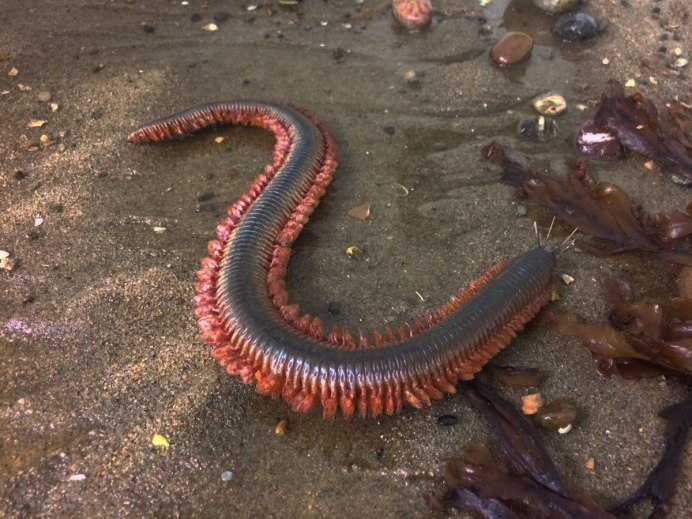 Hirudo medicinalis orientalis Восточная