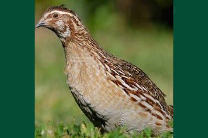 Перепел обыкновенный Coturnix Coturnix