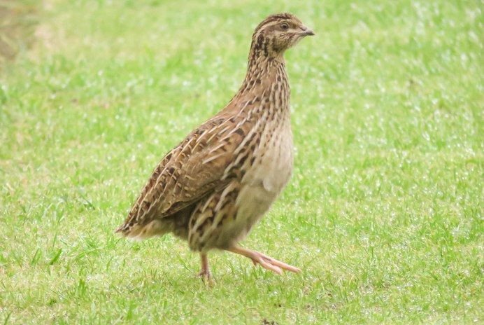 Перепел Coturnix Coturnix