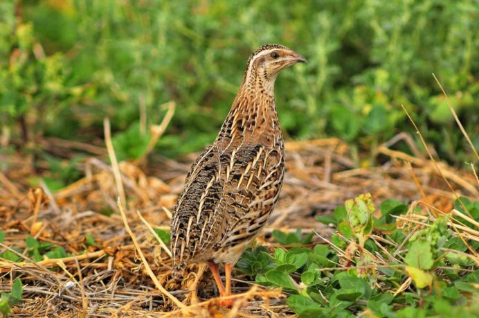 Перепел обыкновенный Coturnix Coturnix
