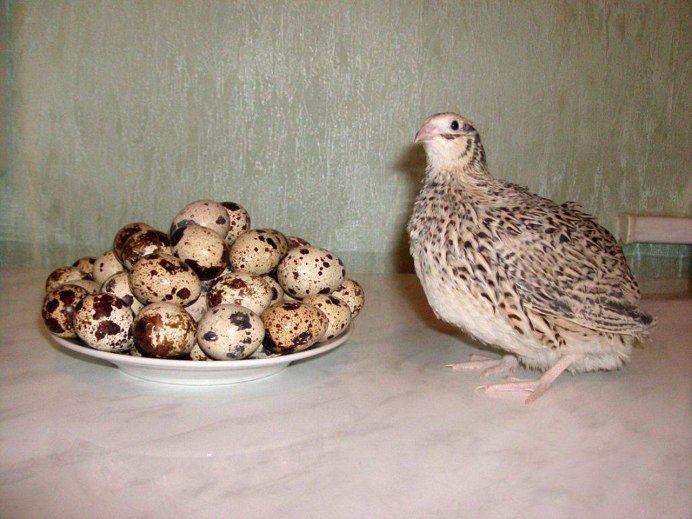 Калифорнийский горный перепел
