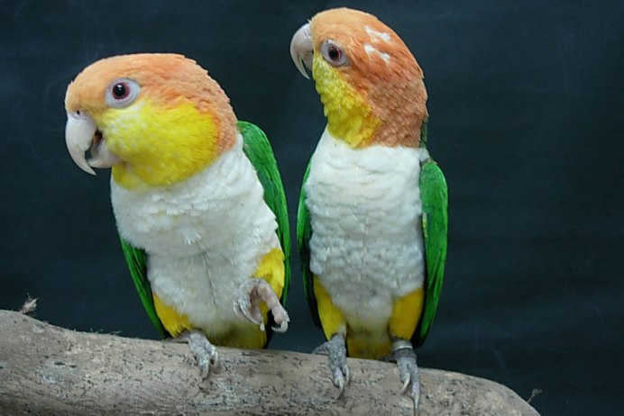 White bellied Caique попугай