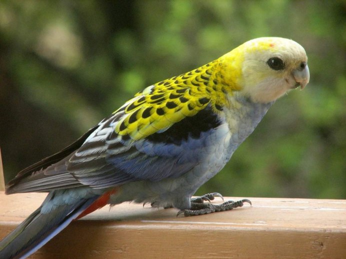 Розелла бледноголовая (Platycercus adscitus)