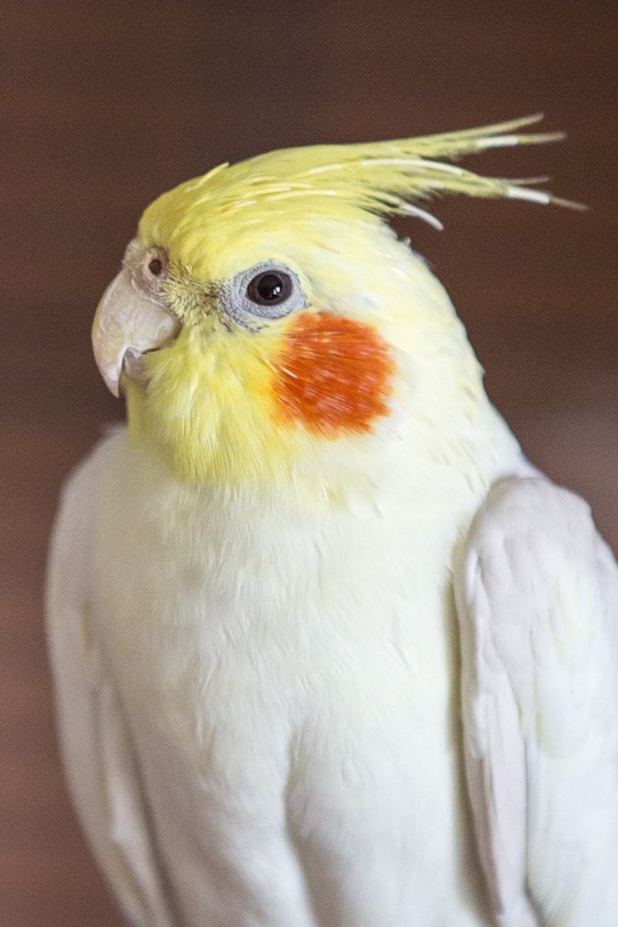 Golden Conure попугай