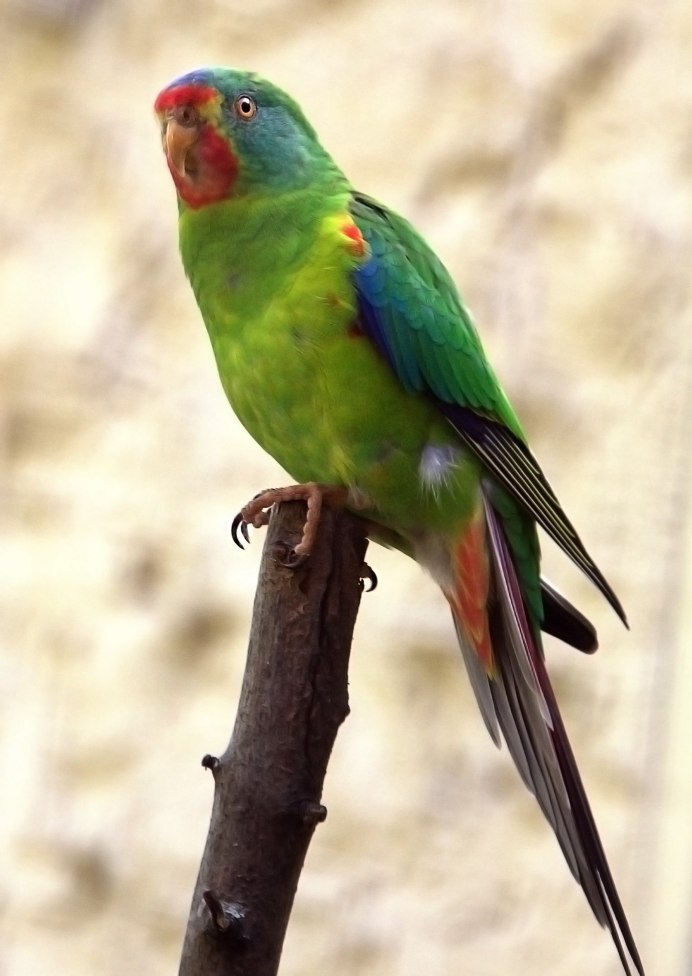 Lathamus discolor