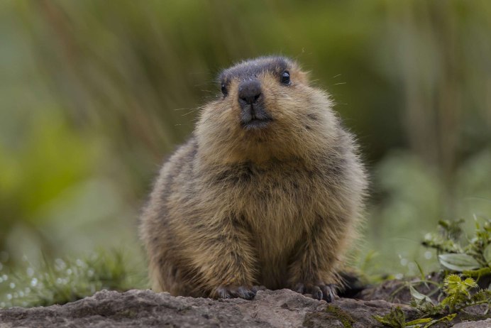 Сурок Степной, Байбак (Marmota Bobak)
