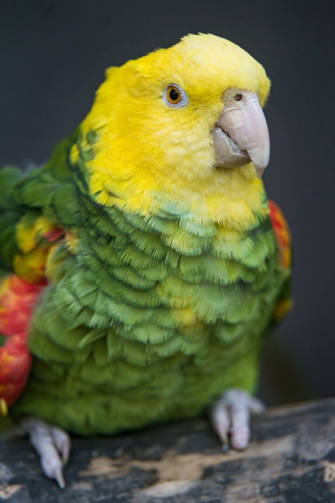 Средний попугай виды
