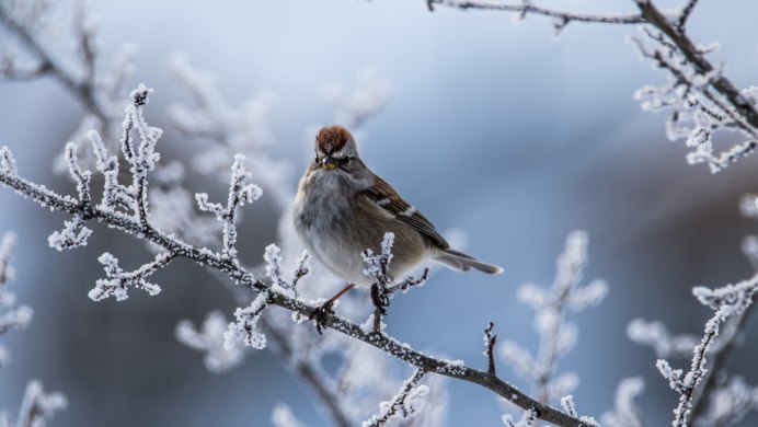 Птицы зимой