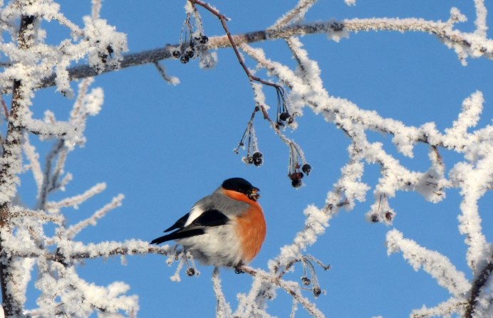 Зима Снегири