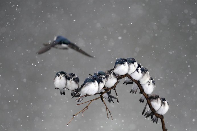 Глухарь в снегу