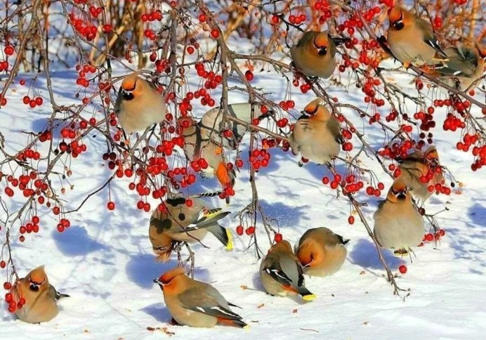 Птицы в зимнем лесу