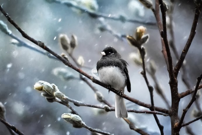 Птицы зимой