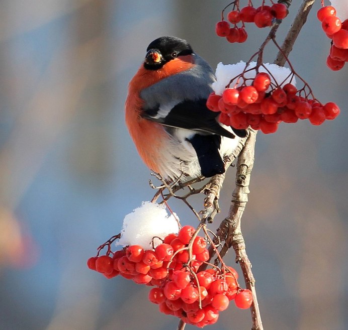 Птицы зимой в деревне