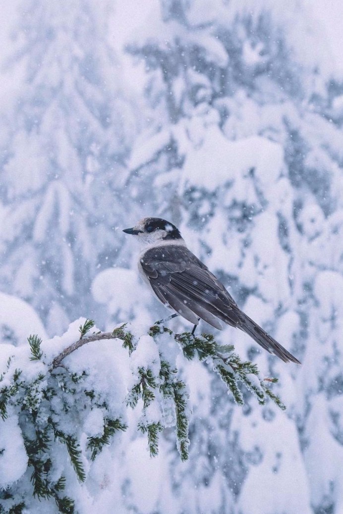 Зимний фон с птицами