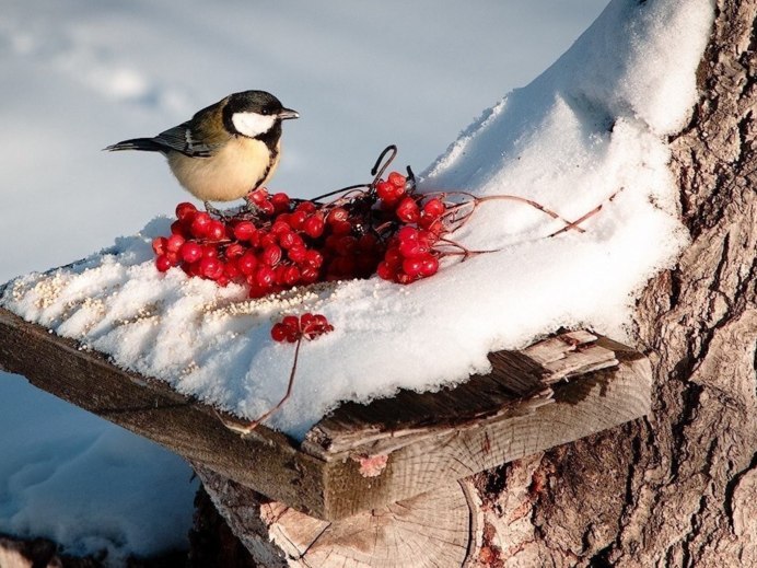 Синицы на рябине зимой