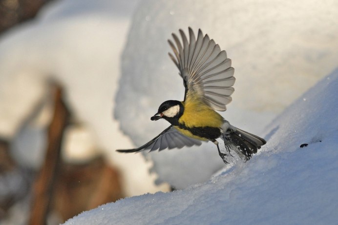 Птицы в метель