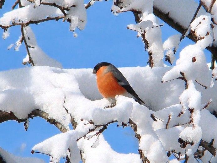Зимние птицы