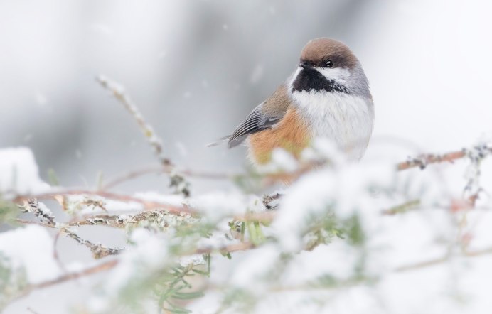 Птица в зимнем небе
