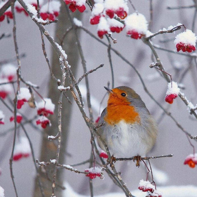 Птицы на снегу