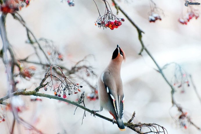 Синица на снегу