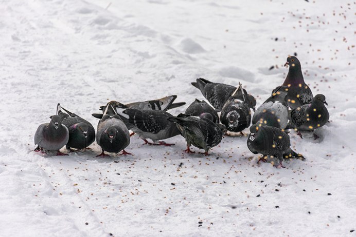 Птицы на рябине зимой