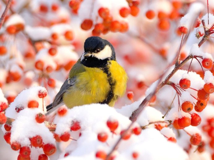 Снегири на рябине